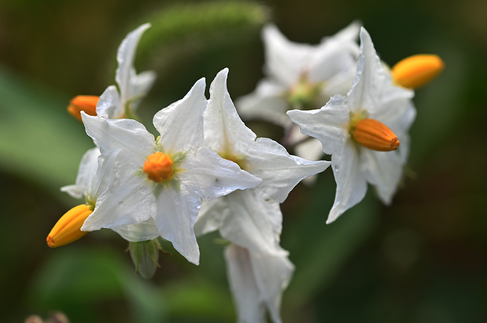 Solanum infestante a morimondo MI